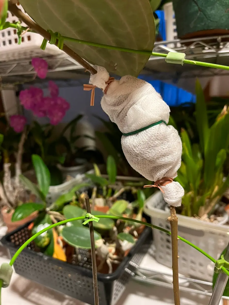 ホヤ グラブラの取り木を始めます🌱｜園芸日記bydenndoro-k｜みんなの