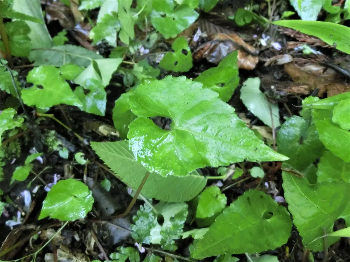 茨城県のスミレ｜園芸日記byformosana｜みんなの趣味の園芸｜1264916