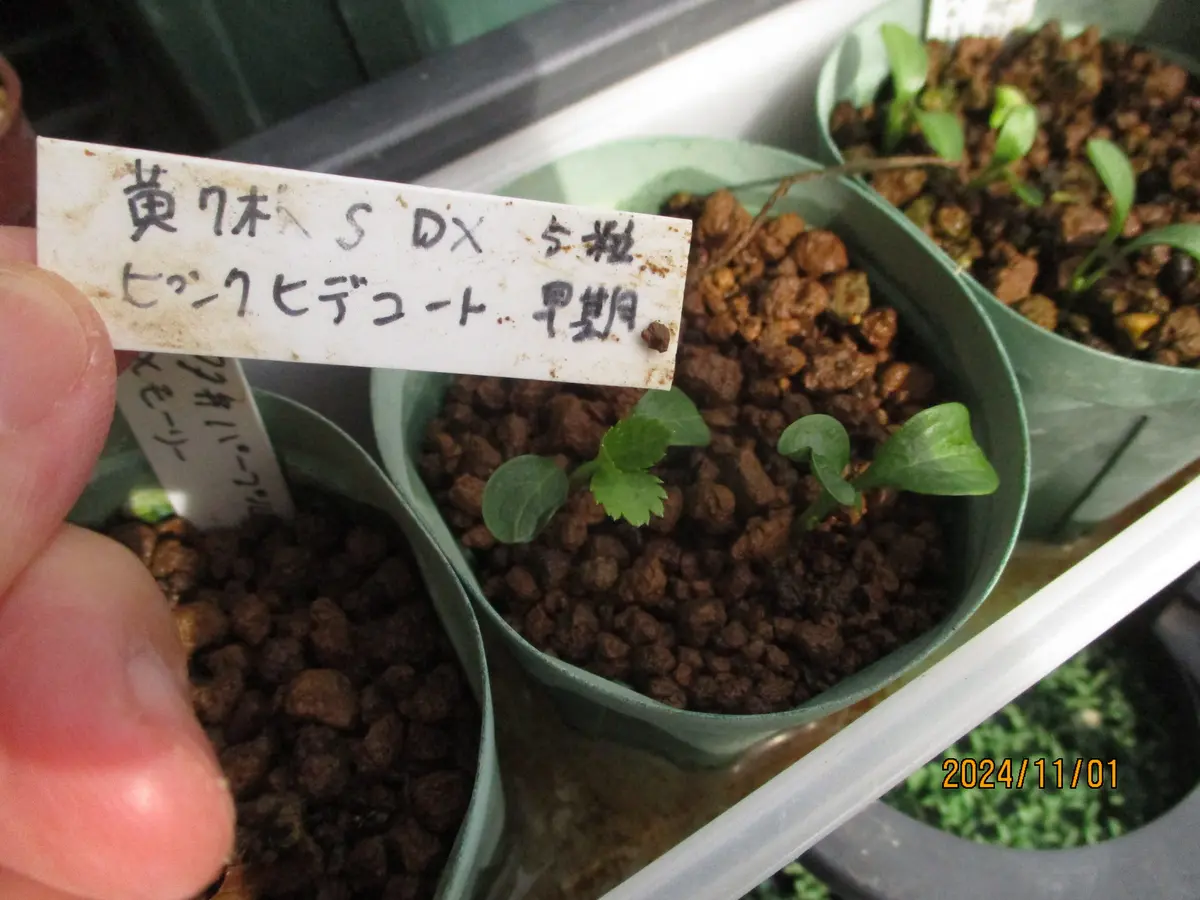 クリスマスローズの早期発芽苗｜園芸日記byみゆき｜みんなの趣味の園芸