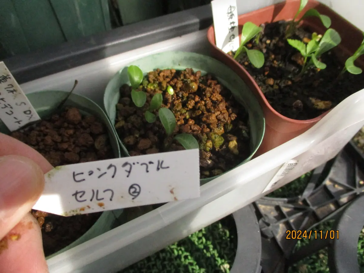激安/新作 クリスマスローズの早期発芽苗｜園芸日記byみゆき｜みんなの趣味 花