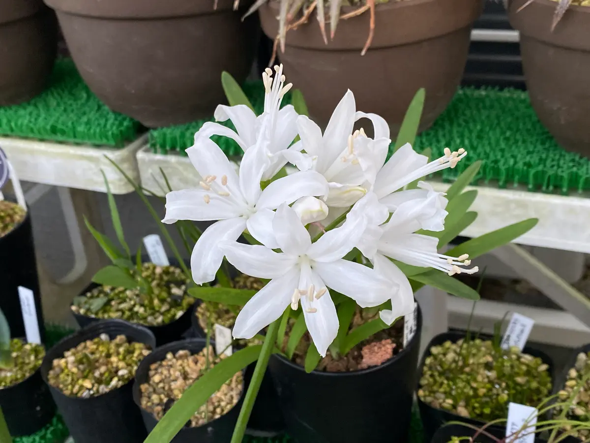 ダイヤモンドリリー➕サマーラブ（ホワイト） ダイヤモンドリリー｜園芸日記byマンダル｜みんなの趣味の園芸｜1265345