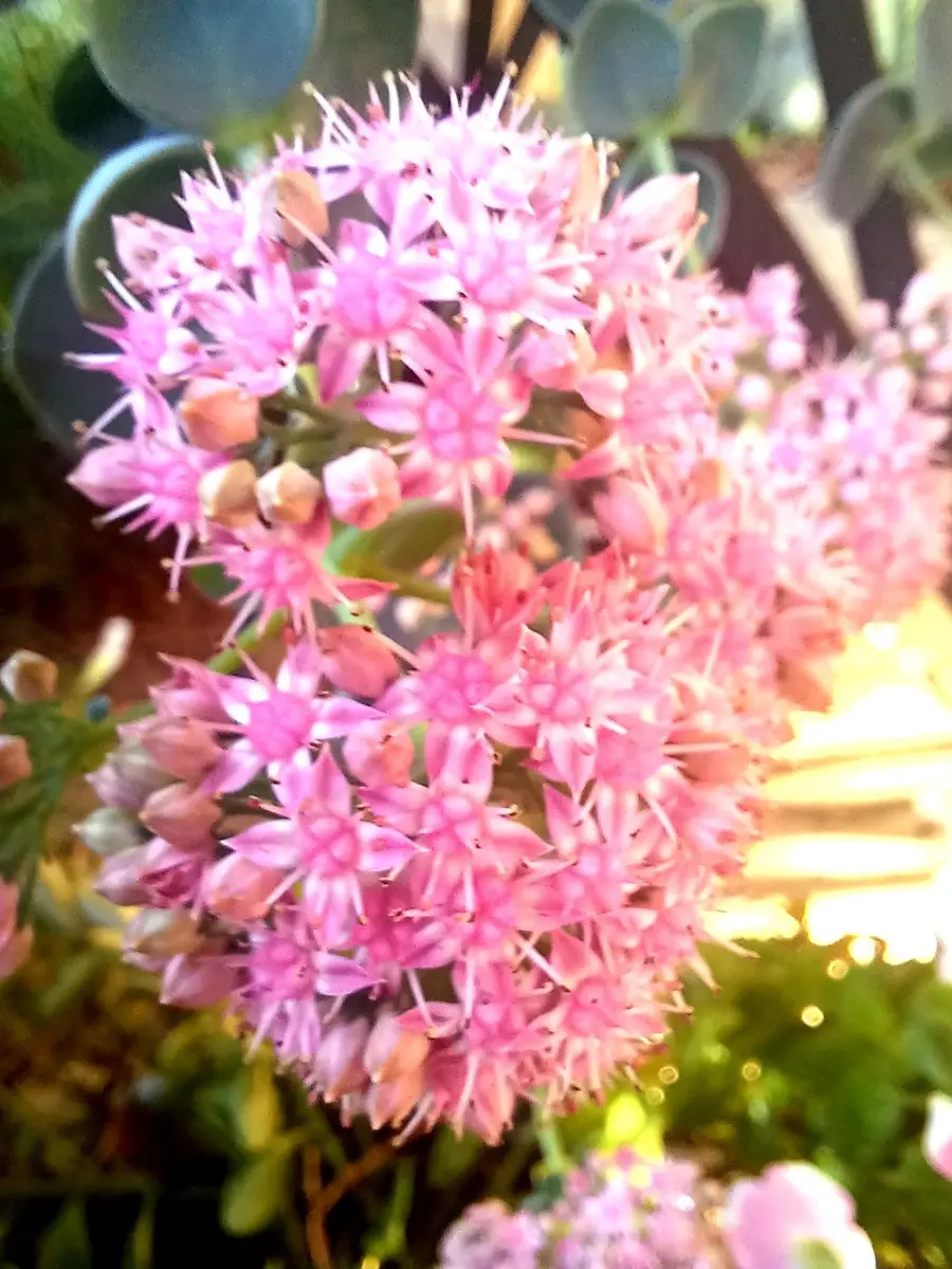 越中ミセバヤが咲いています。｜園芸日記byたーちゃんの旦那｜みんなの