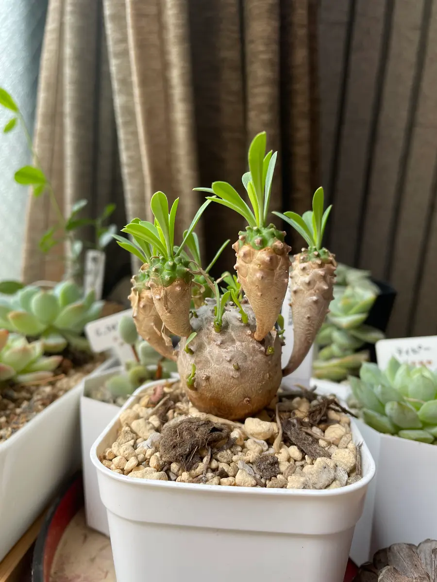 ユーフォルビア 巒岳 アビシニカ 超大株 珍品 柱状ユーフォルビアの最