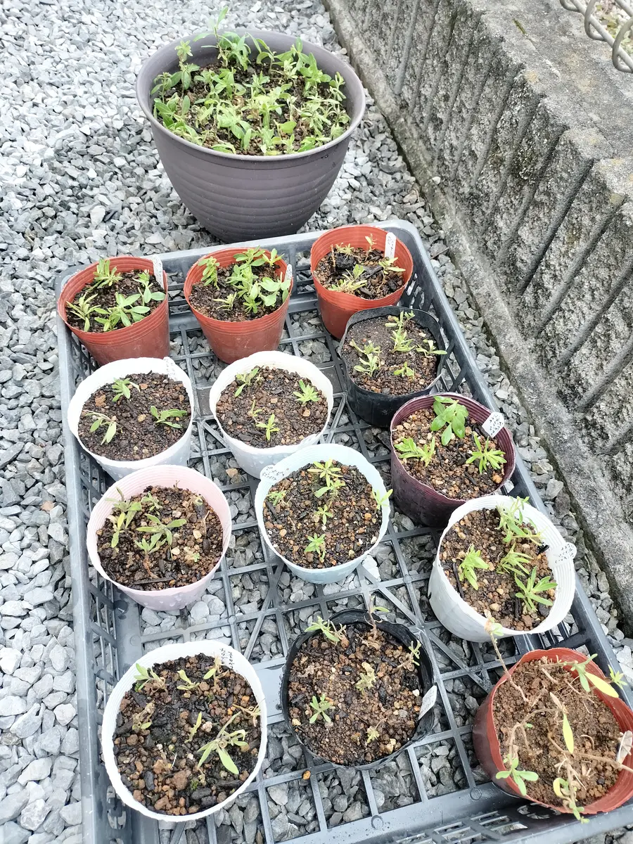 越冬植物等 44鉢一括譲渡 パッションフルーツ 苗