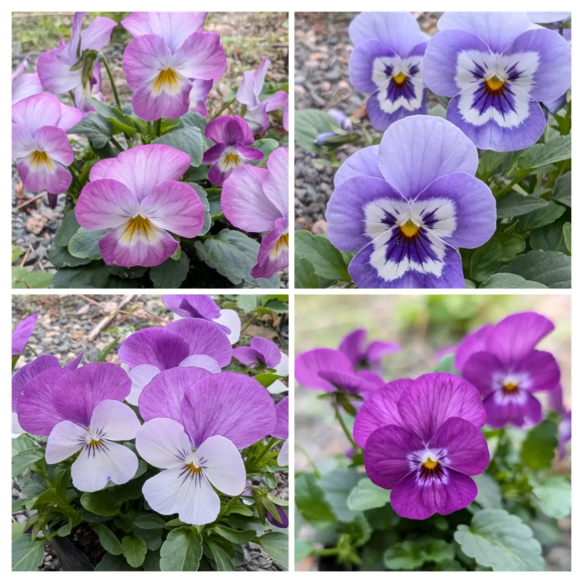 以外に種類が多かった🎶 無名のビオラ達😁｜園芸日記byはいらっくす
