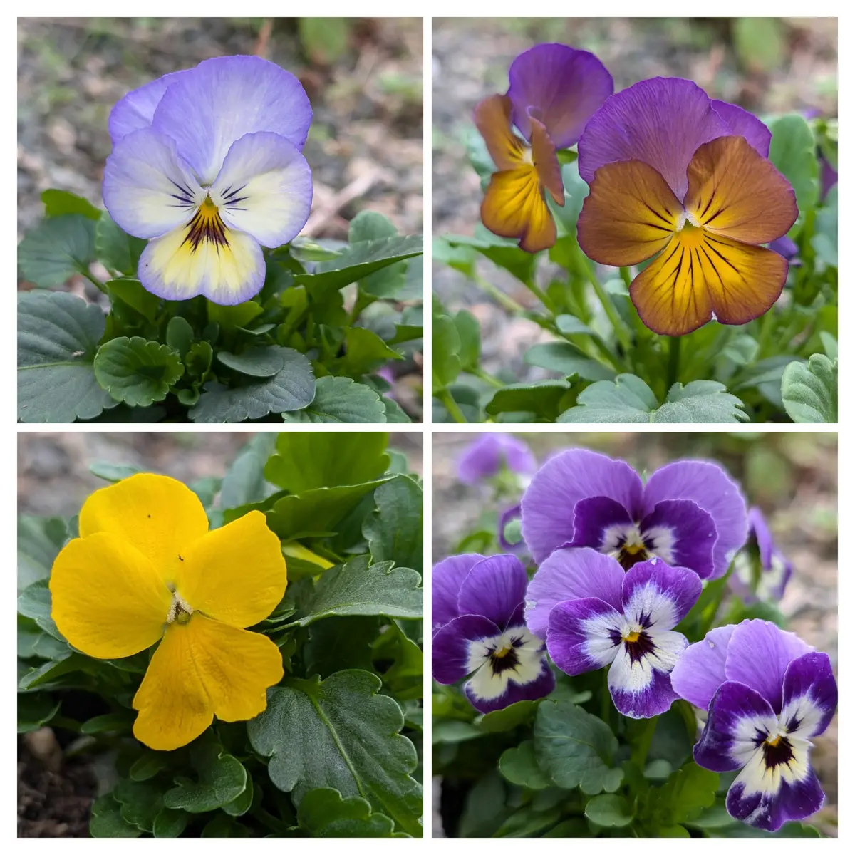以外に種類が多かった🎶 無名のビオラ達😁｜園芸日記byはいらっくす