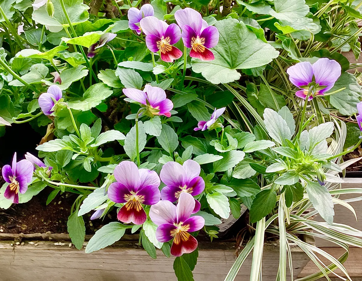 夏越しラナンキュラスラックスを植え付けました！ と、ビオラ