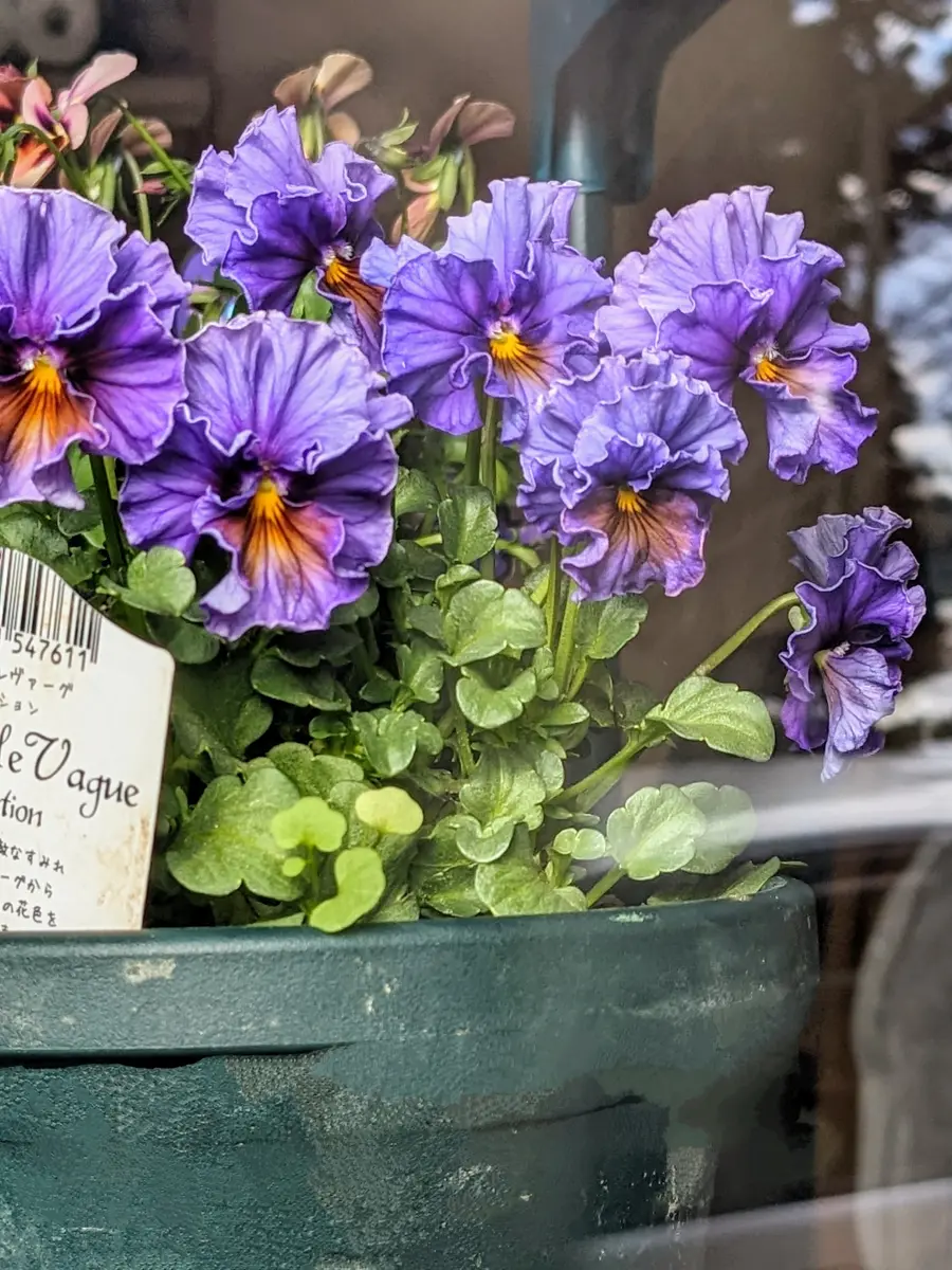 ヌーヴェルヴァーグ アクアレール｜園芸日記byみぃぽん｜みんなの趣味