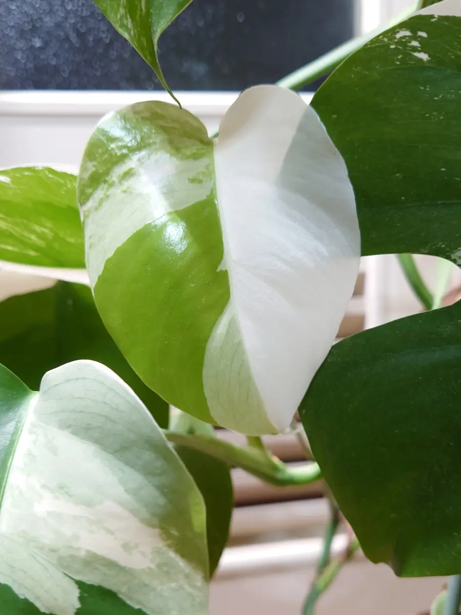 葉っぱの色🤍💚💗｜園芸日記byぷぅ｜みんなの趣味の園芸｜1266356
