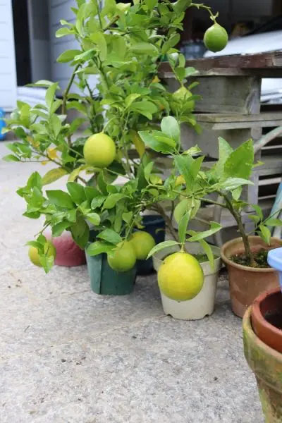 レモンの苗木（挿し木苗） 挿し木のレモン苗｜園芸日記byann｜みんなの趣味の園芸｜1266514