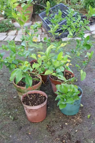 挿し木のレモン苗｜園芸日記byann｜みんなの趣味の園芸｜1266514