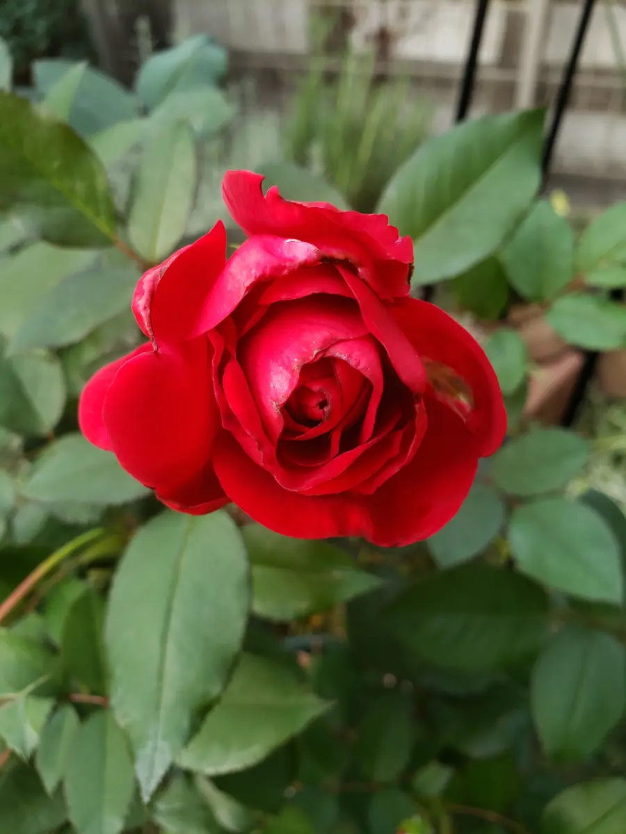 赤い薔薇🌹 つぼみが上がってきました🎵｜園芸日記byみどりガーデン