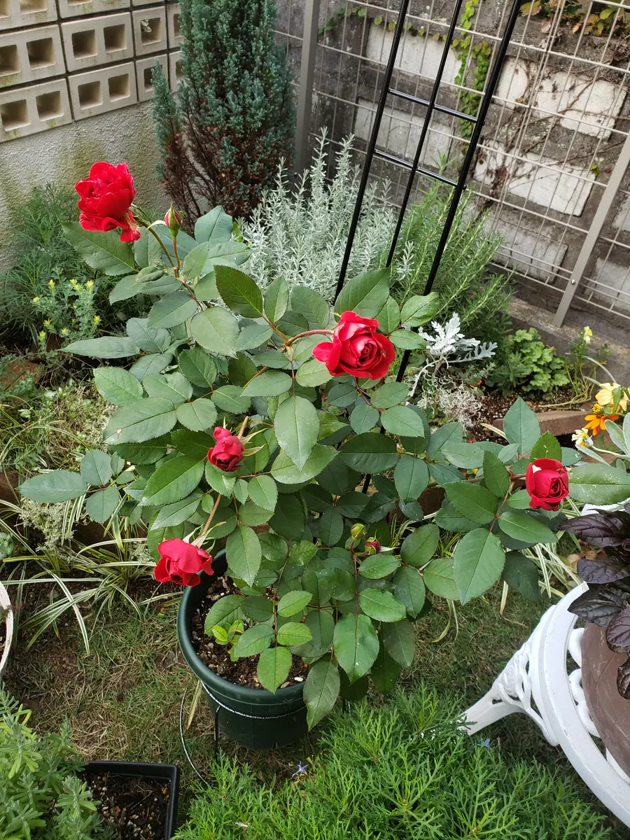 赤い薔薇🌹 つぼみが上がってきました🎵｜園芸日記byみどりガーデン