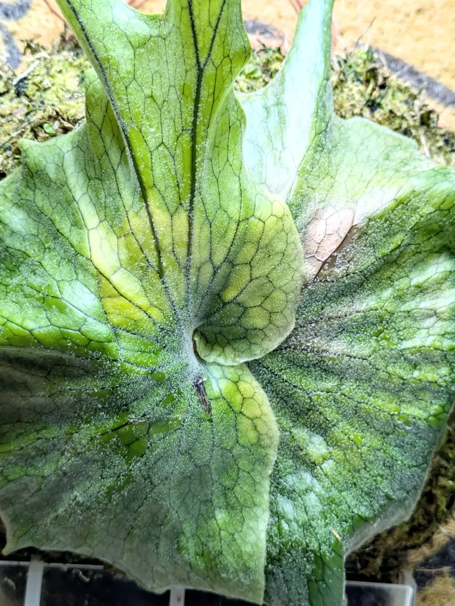 b*)様 ビカクシダ グランデ コウモリラン（ビカクシダ・「グランデ」（Platycerium grande））1鉢