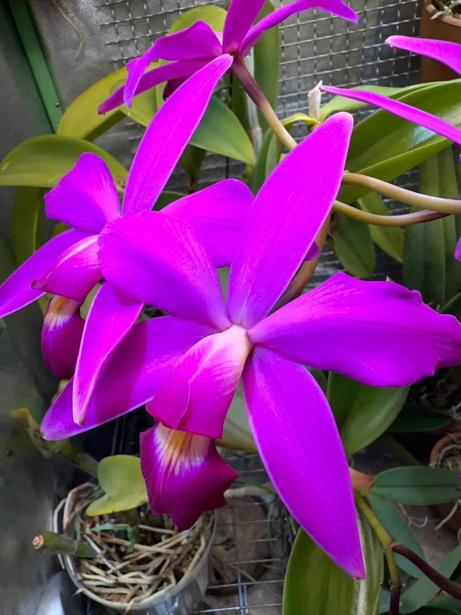 今年も咲いてくれました カトレア・ビオラセア(C.violacea)｜園芸日記