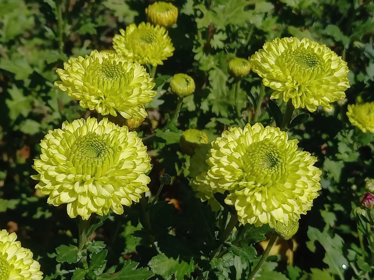 今日の切り花用菊｜園芸日記byこんちゃん｜みんなの趣味の園芸｜1266996
