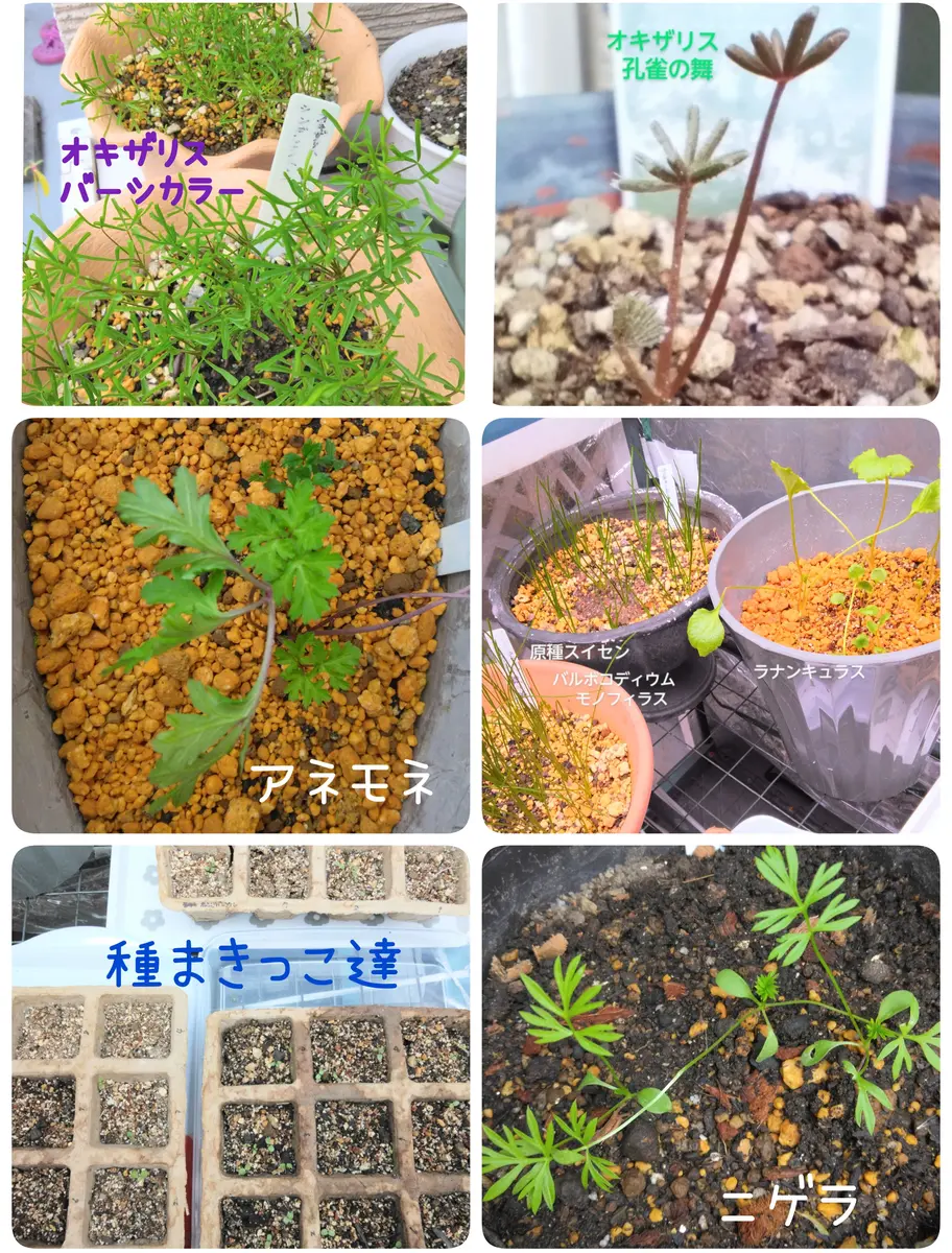 オオデマリ/株立ち【現品発送】管理70011 （オオデマリ/株立ち