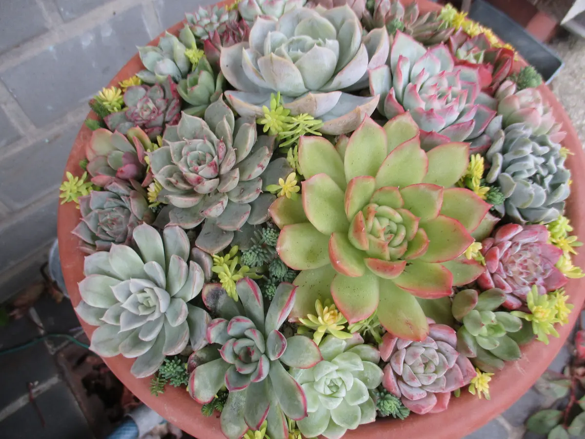 多肉植物 リトープス 入れ合わせ 品種たくさん コメントください