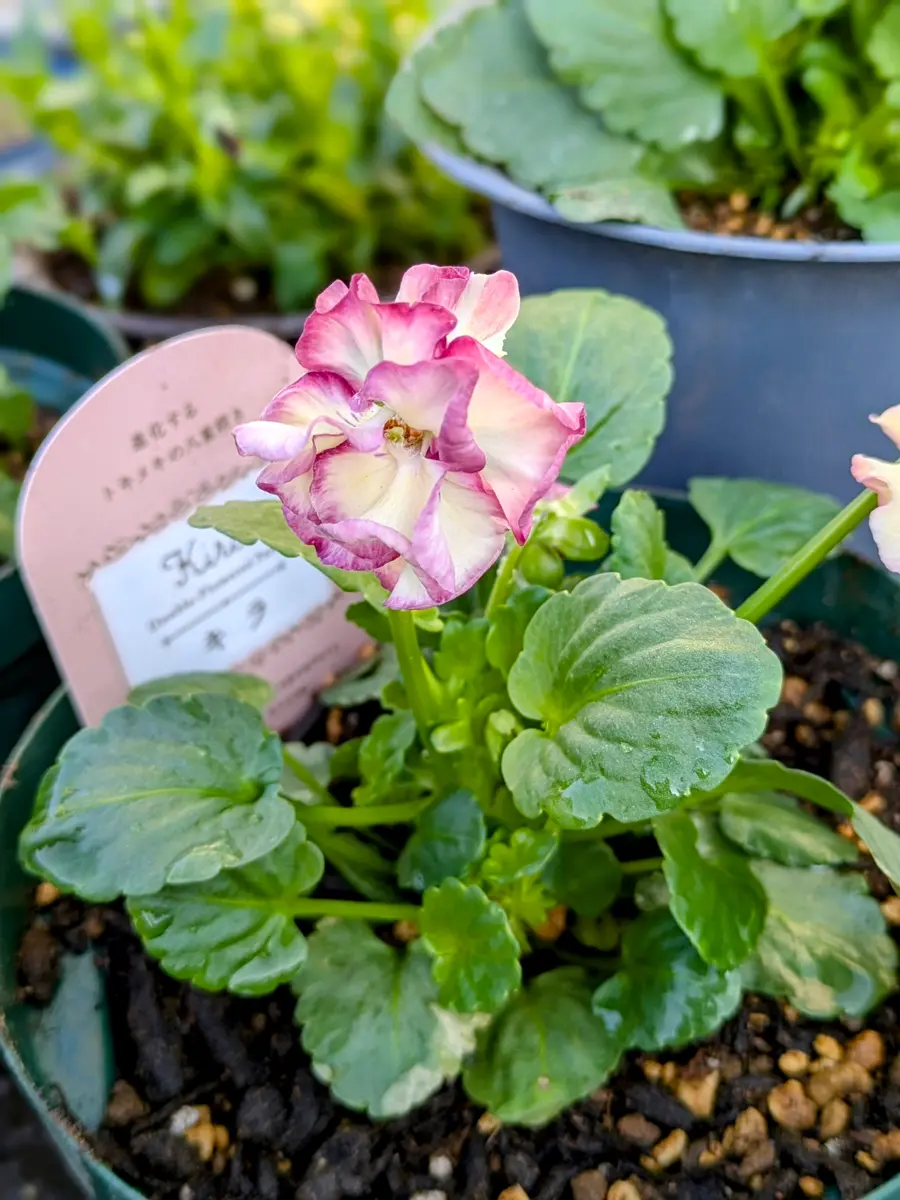 八重咲きパンジー キラを発見|ﾟДﾟ)σﾐｯｹﾀ｜園芸日記byみぃぽん