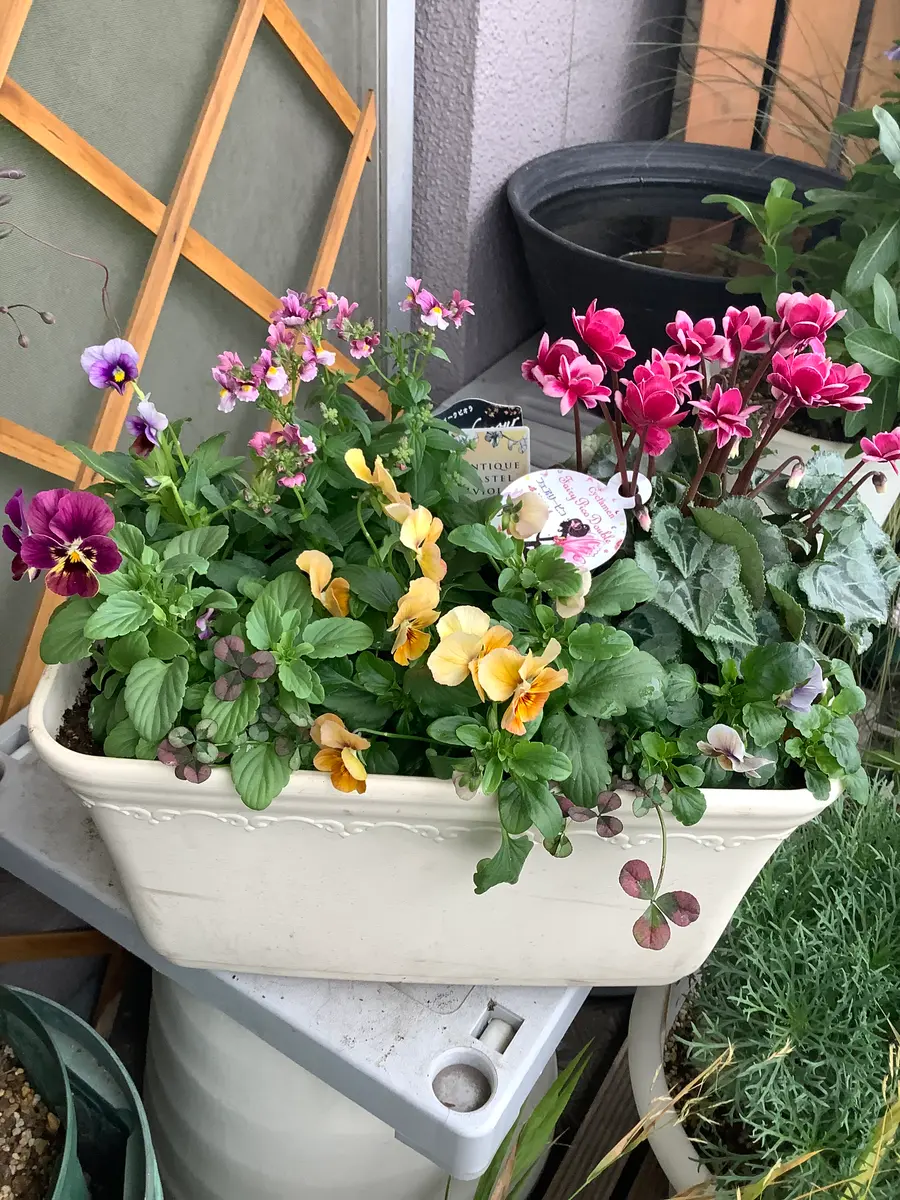 寄せ植え作り｜園芸日記byヒナコッコ｜みんなの趣味の園芸｜1267362
