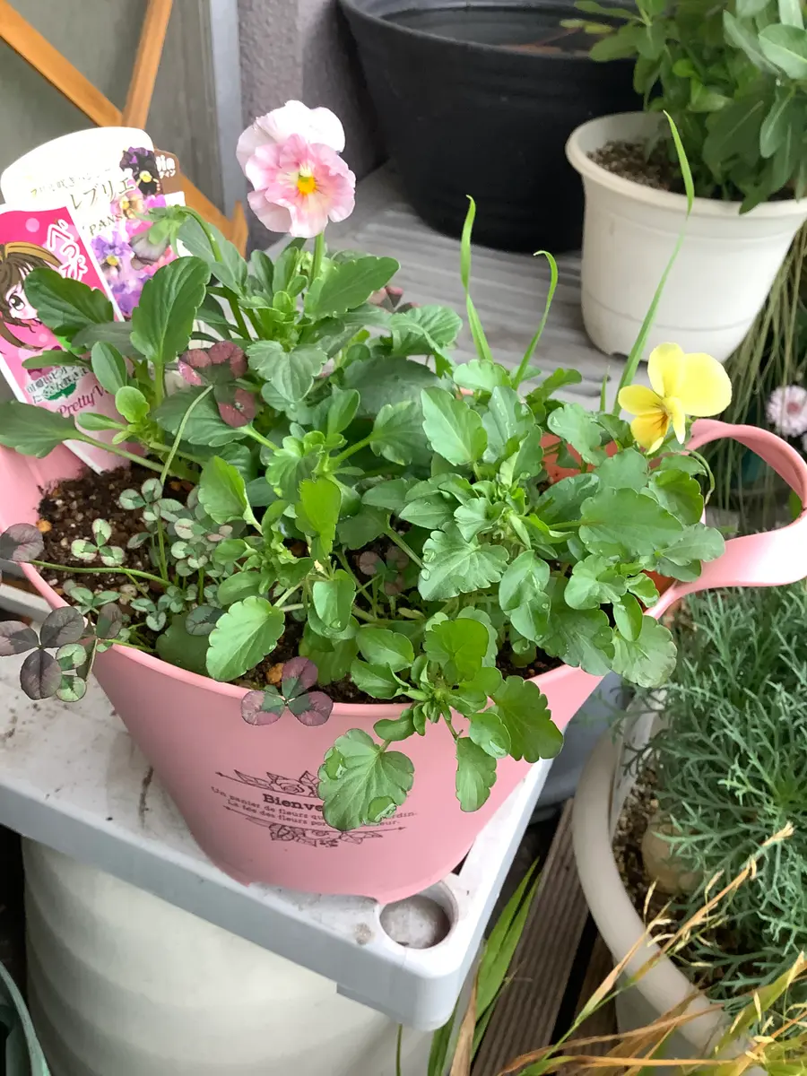 寄せ植え作り｜園芸日記byヒナコッコ｜みんなの趣味の園芸｜1267362