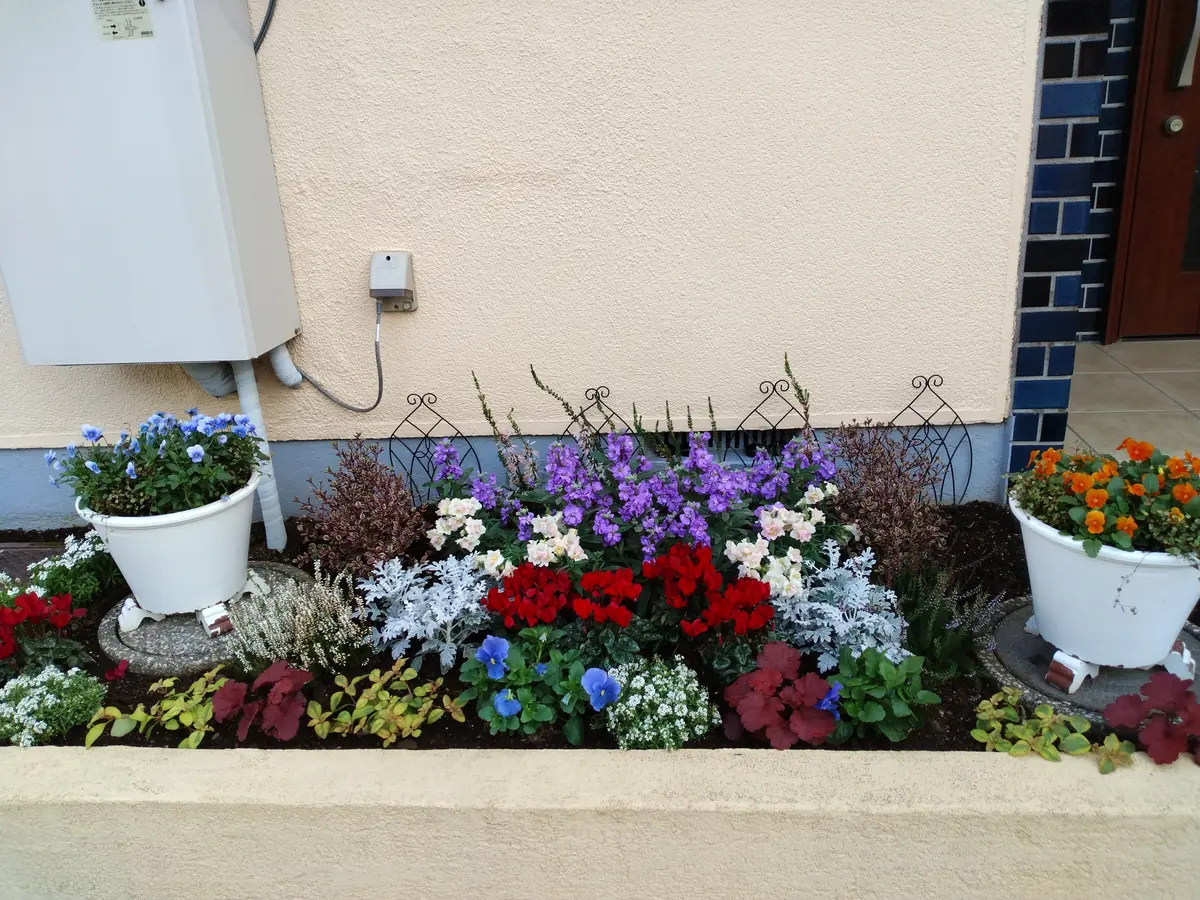 冬花壇｜園芸日記by平塚とまと｜みんなの趣味の園芸｜1267573