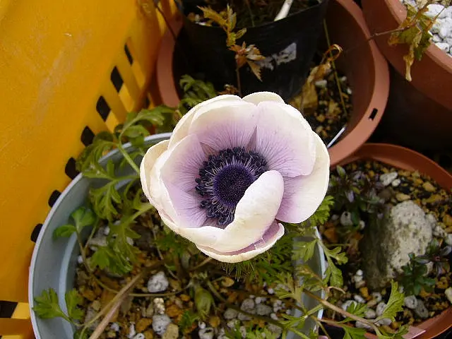 アネモネ・ポルト アネモネ ポルト 4種セット｜種（タネ）,球根,苗,資材