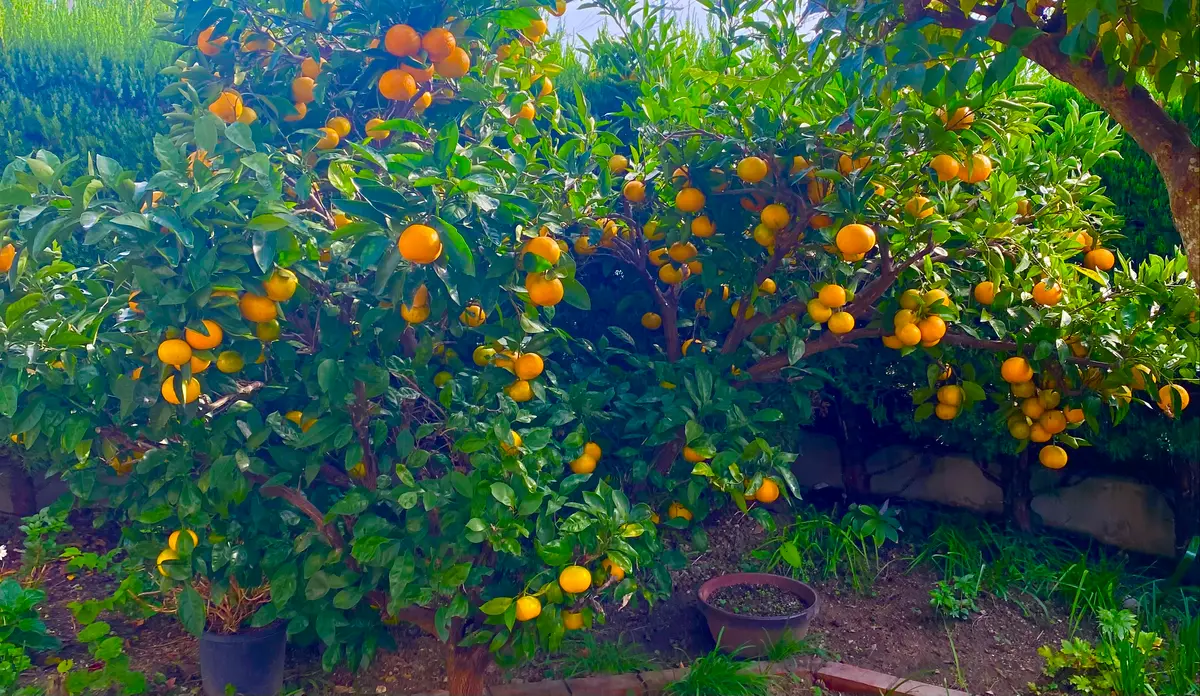 みかん🍊は年々、甘くなる❣️|園芸日記byミャーママ|みんなの みかん🍊は年々、甘くなる❣️|園芸日記byミャーママ|みんなの