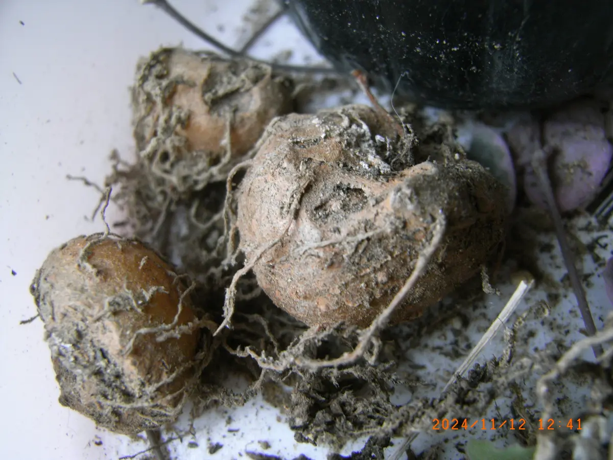 球根やら・・｜園芸日記byメギツネ｜みんなの趣味の園芸｜1267900