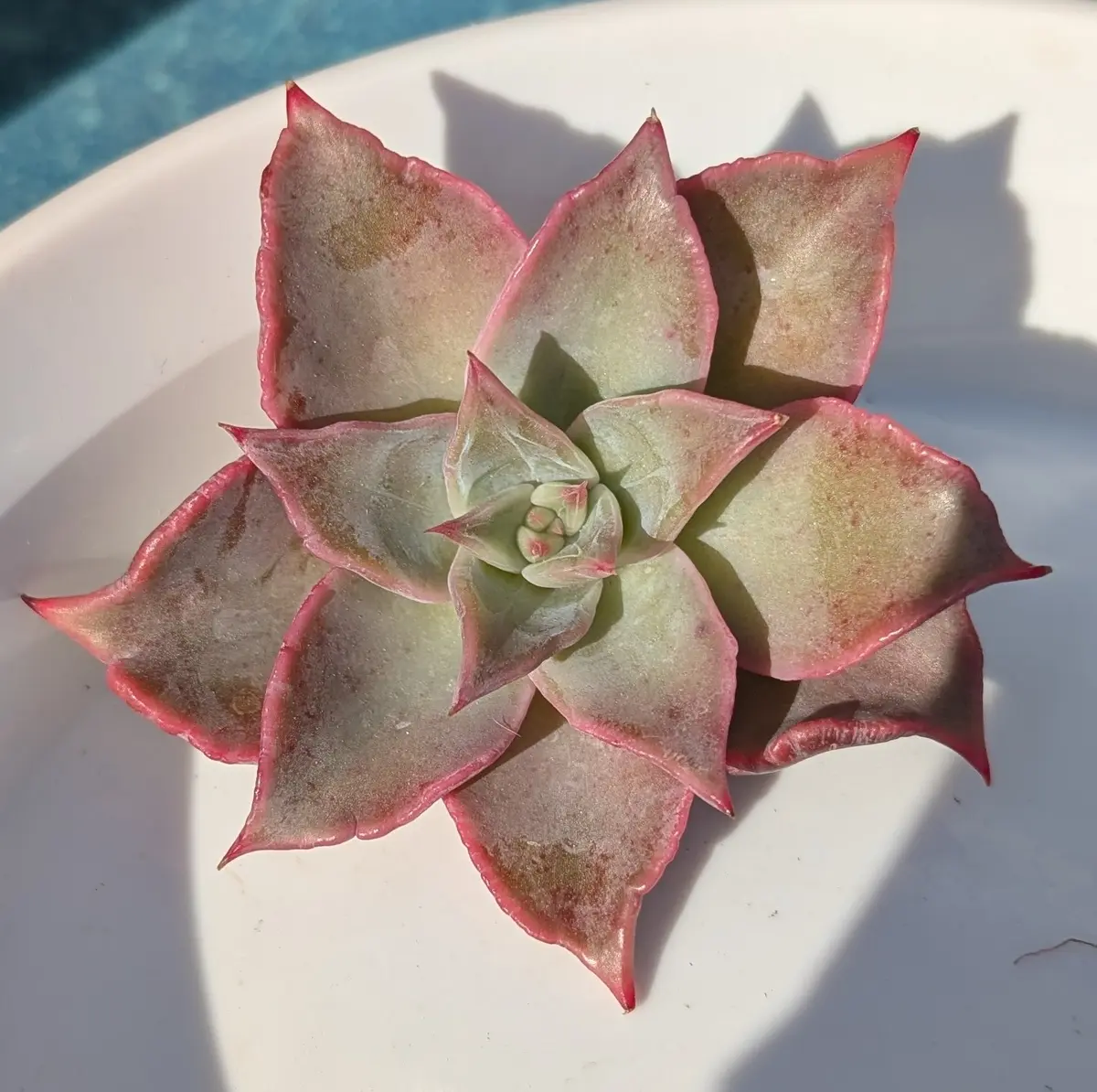 レッドマディバが仲間入り|園芸日記byまるもも|みんなの趣味の園芸 レッドマディバが仲間入り|園芸日記byまるもも|みんなの趣味の園芸