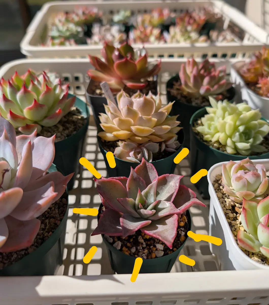 多肉植物　韓国苗　レッドマディバ　発根済み ruruplant-store_taniku8372222