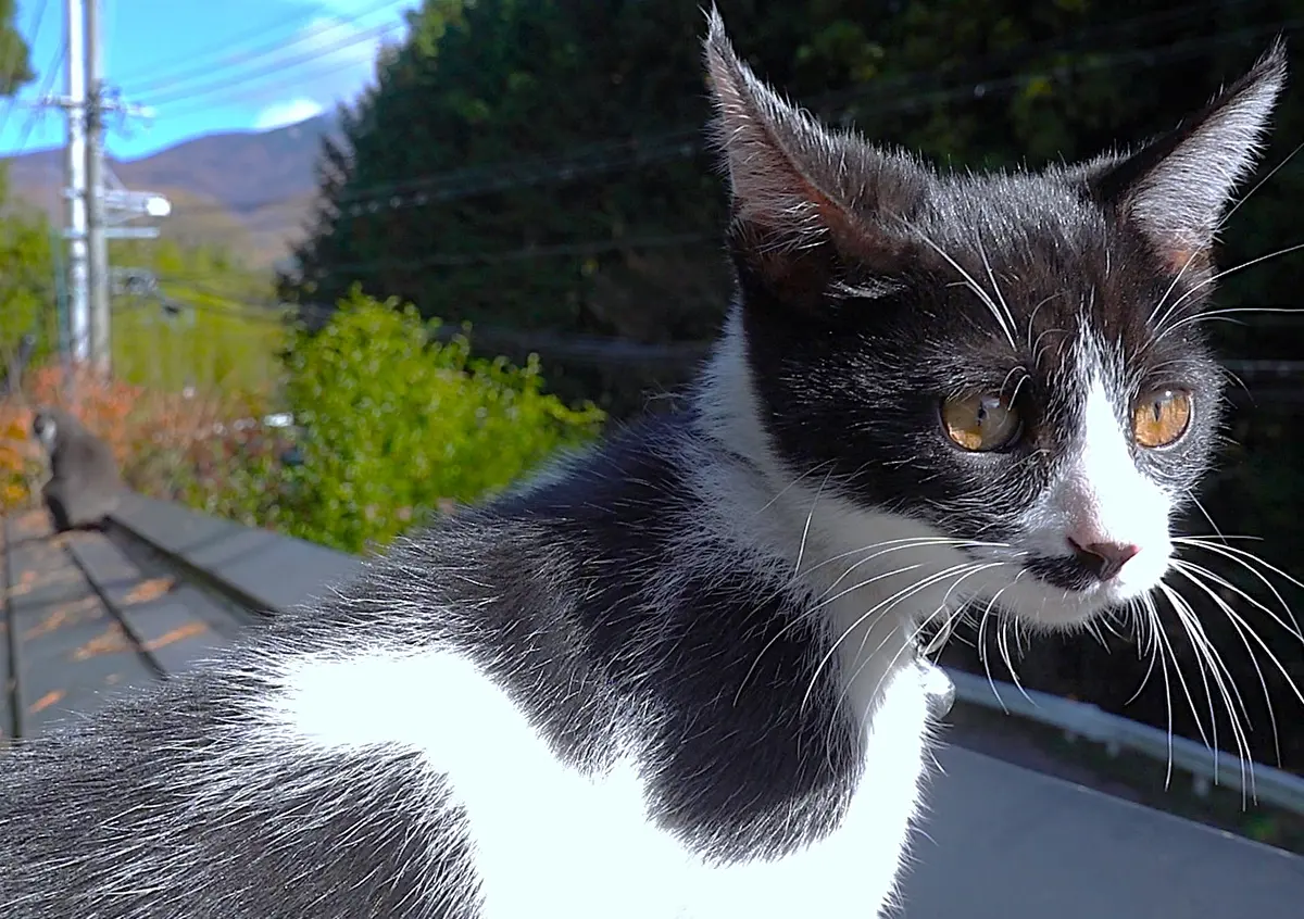 トタン屋根の上の猫家族｜園芸日記byほころび園｜みんなの趣味の園芸