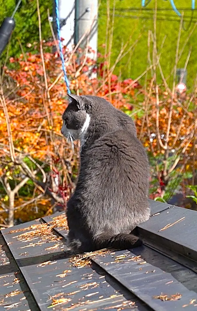 トタン屋根の上の猫家族｜園芸日記byほころび園｜みんなの趣味の園芸