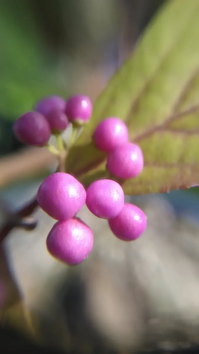 実色鮮やか藪紫(ヤブムラサキ)｜園芸日記byshinji70｜みんなの趣味の