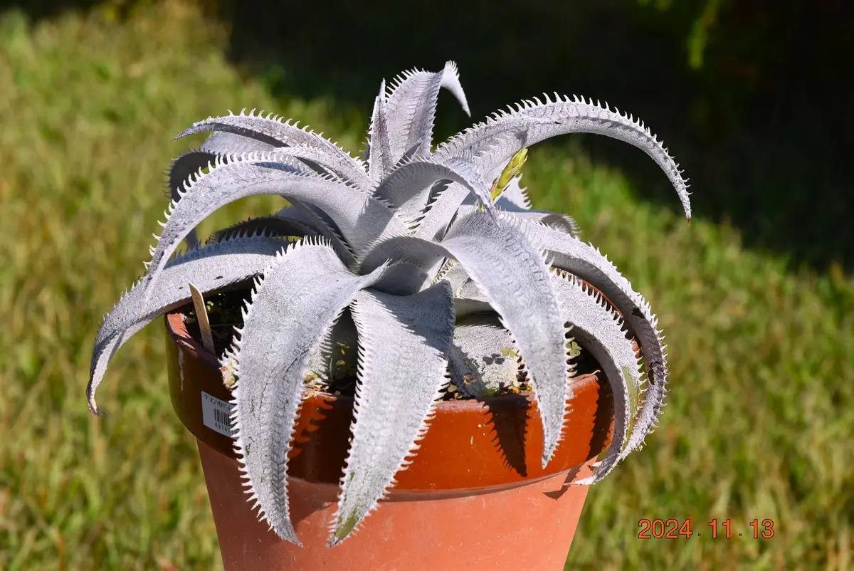 Dyckia m-l（Pink Spine）(ディッキア マルラポ ピンク スパイン