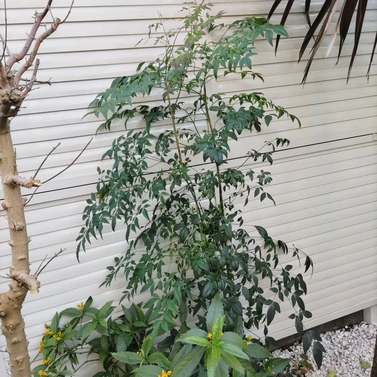 大好評の南天の枝付きの実 5本と葉っぱ ラスト!!!