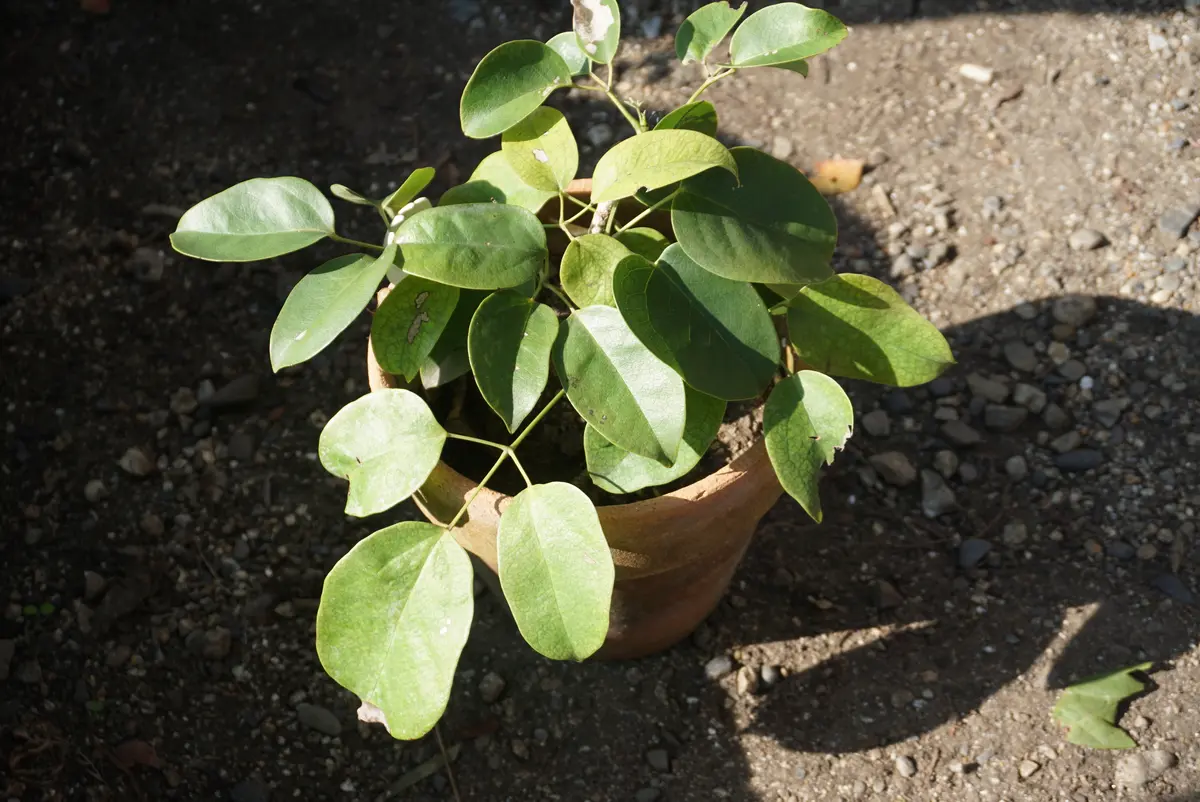 ムベの盆栽｜園芸日記byあめんぼ｜みんなの趣味の園芸｜1268412