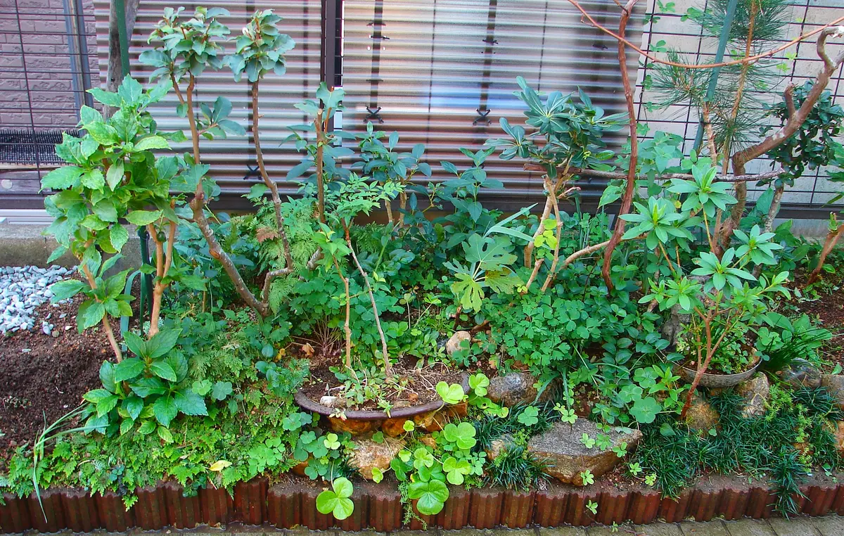 今日の庭から・・・（580）： 境界花壇の断捨離＜6＞｜園芸日記by