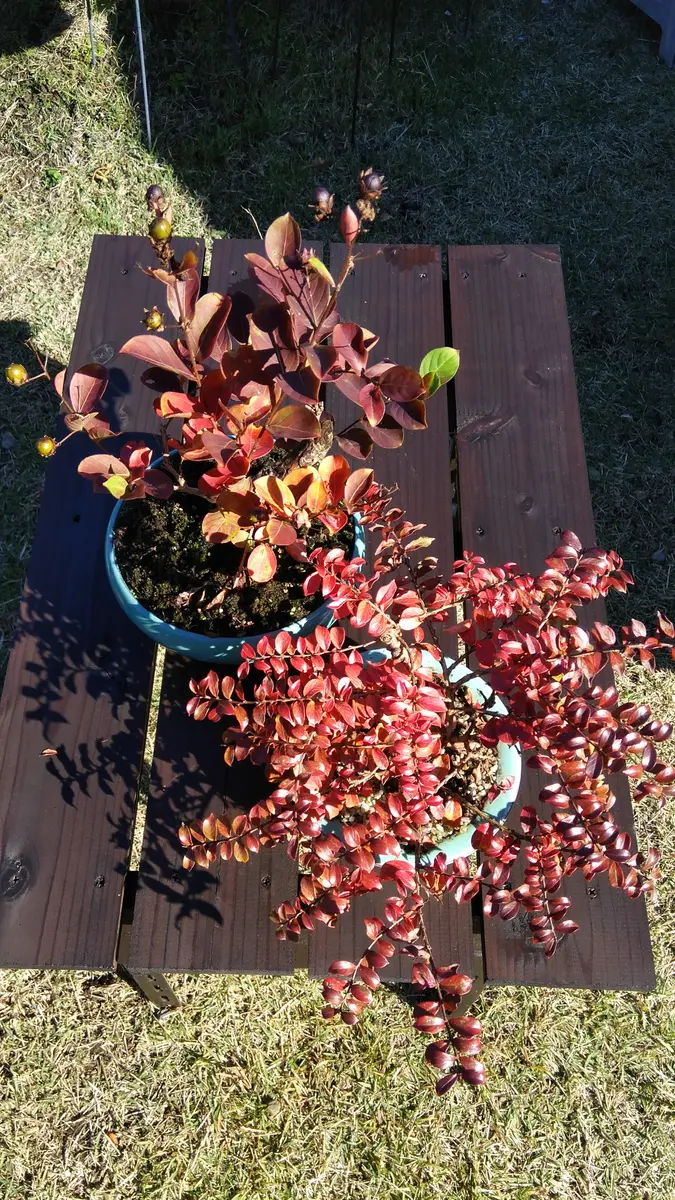 紅葉 (もみじ) 黄金シダ （コガネシダ）観葉植物 【公式通販】
