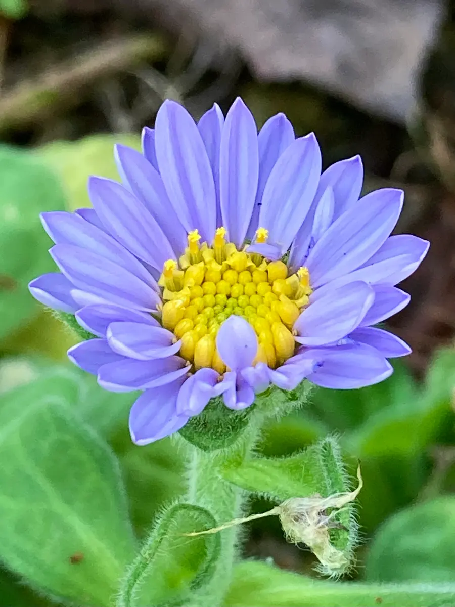 数回着用 青鼠色 菊 草花 あおき【D-3564】絽 小紋 明るい青磁鼠色 秋草文 :身丈167.5/裄68.5
