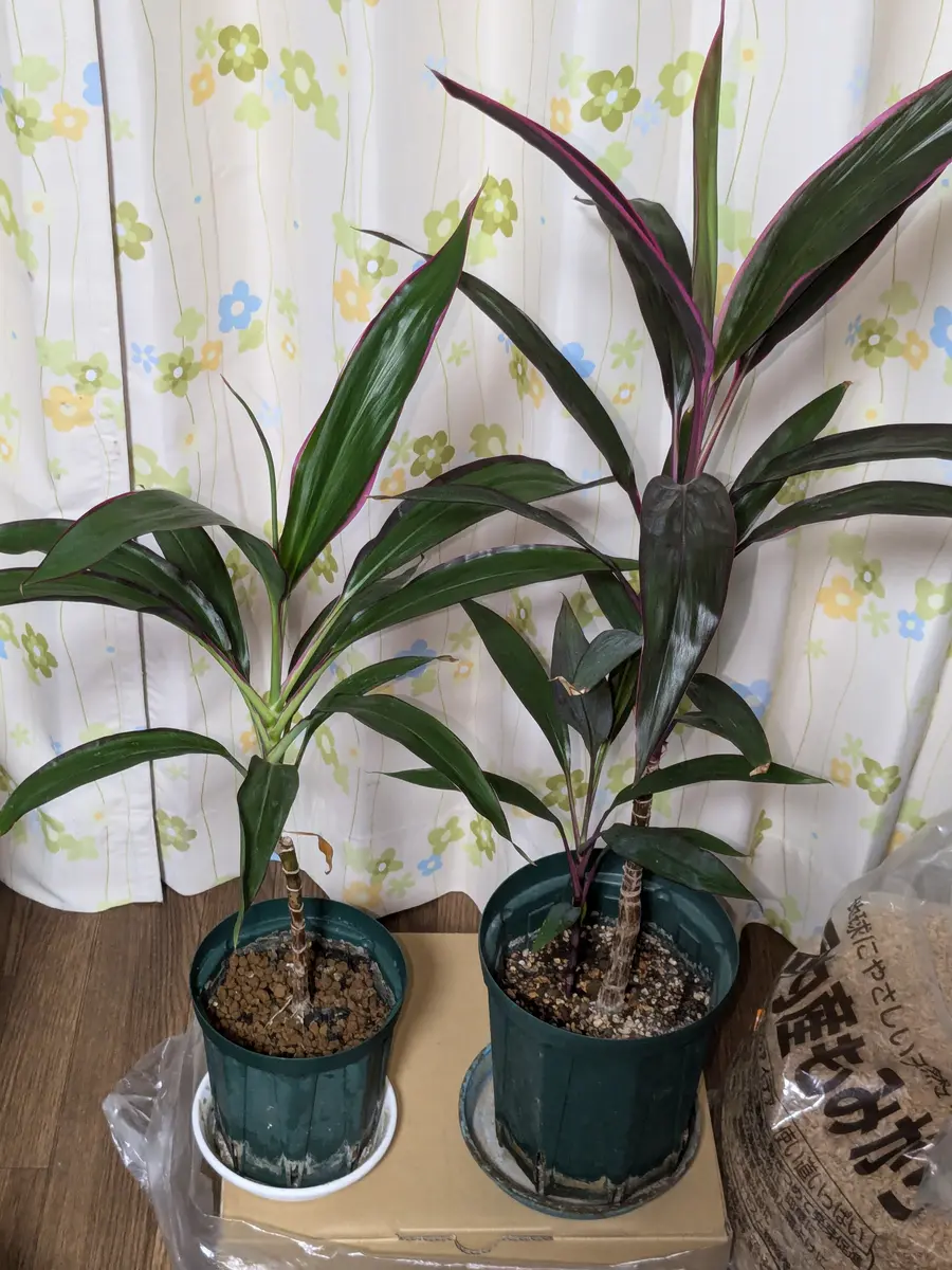 ドラセナキウイ　苗　リュウゼツラン 科　観葉植物　コルジリネ　コルディリネ ドラセナキウイ苗リュウゼツラン 科観葉植物コルジリネコルディリネ