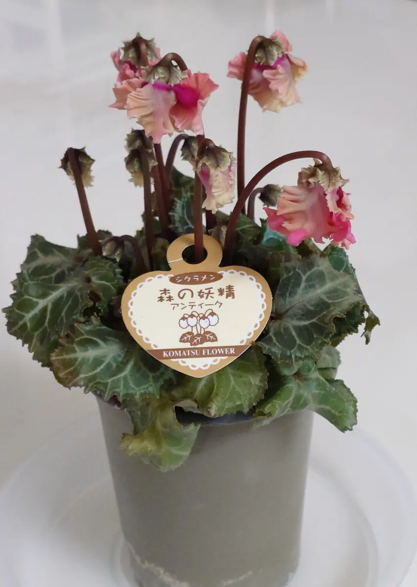 tami様　確認用　シクラメン　森の妖精アンティーク 森の妖精アンティーク(シクラメン)｜園芸日記byNash｜みんなの趣味の