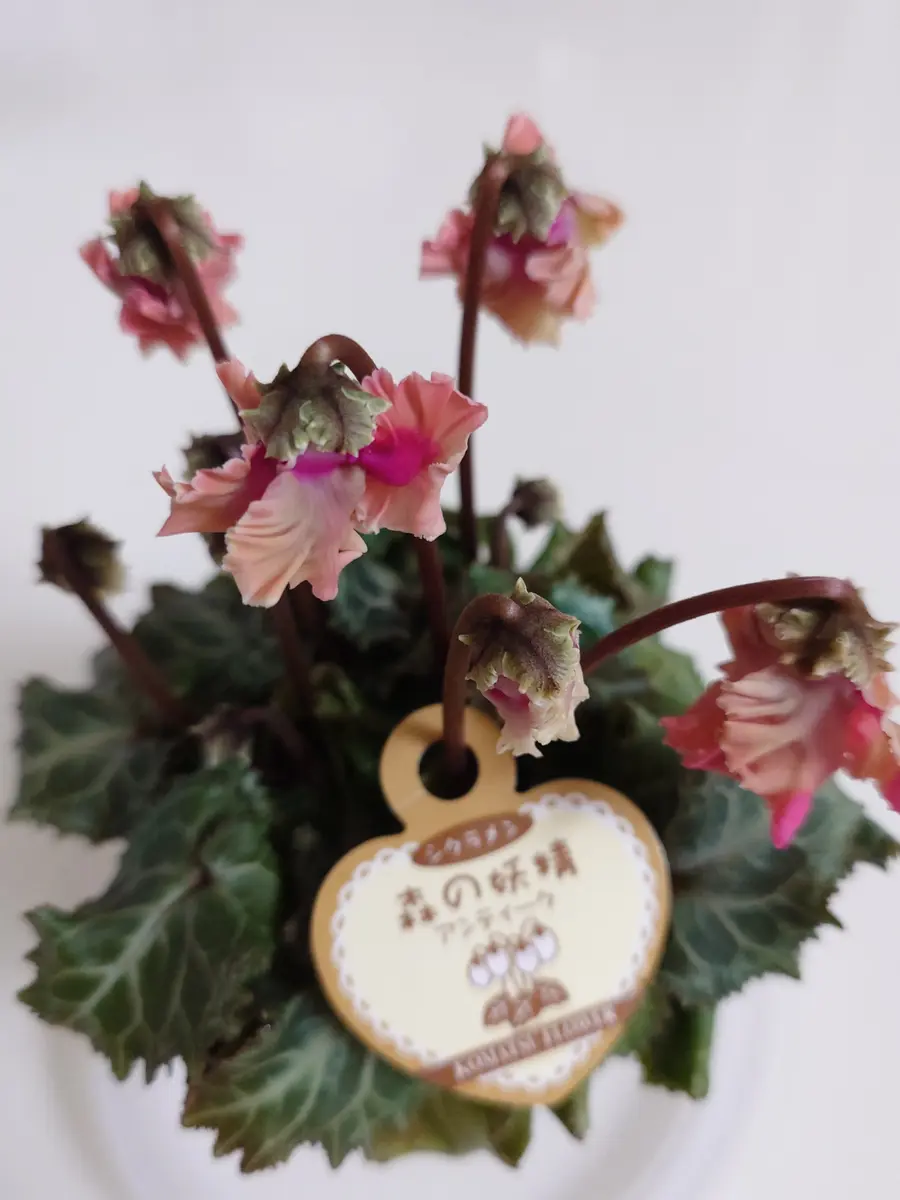 森の妖精アンティーク(シクラメン)｜園芸日記byNash｜みんなの趣味の