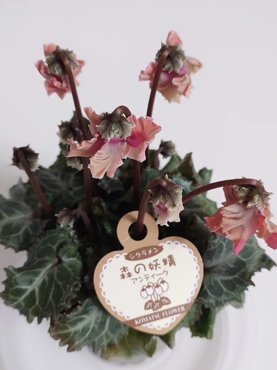 森の妖精アンティーク(シクラメン)｜園芸日記byNash｜みんなの趣味の