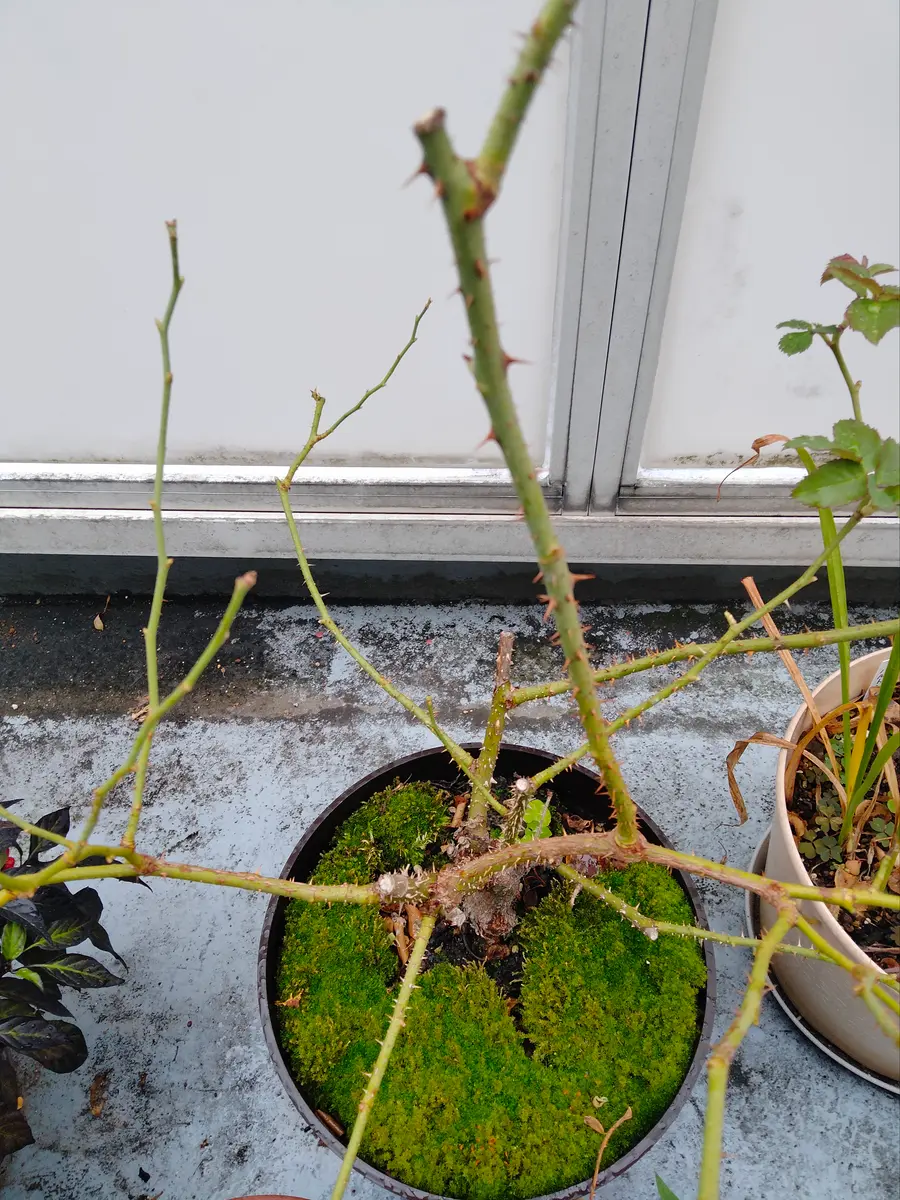 入手困難なバラ｜園芸日記bytoraji2023｜みんなの趣味の園芸｜1269208