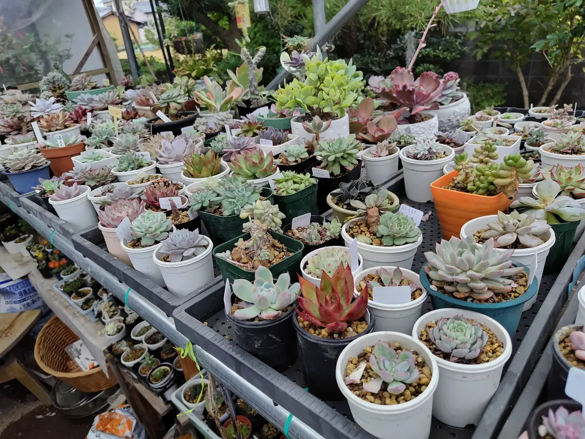 多肉植物に水やり｜園芸日記byすてきなおじいちゃん｜みんなの趣味の