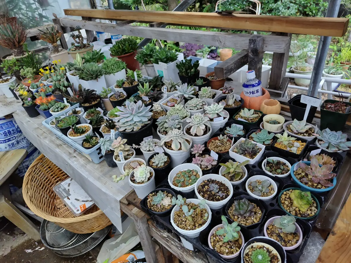 多肉植物に水やり｜園芸日記byすてきなおじいちゃん｜みんなの趣味の