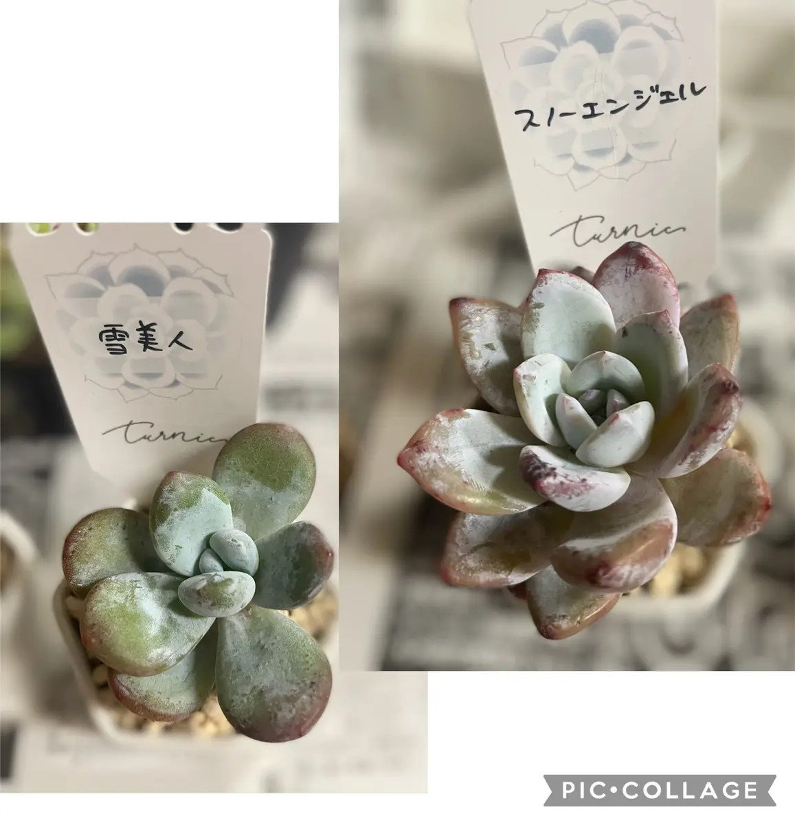 またもや多肉ちゃん追加｜園芸日記byささかまぽん｜みんなの趣味の園芸