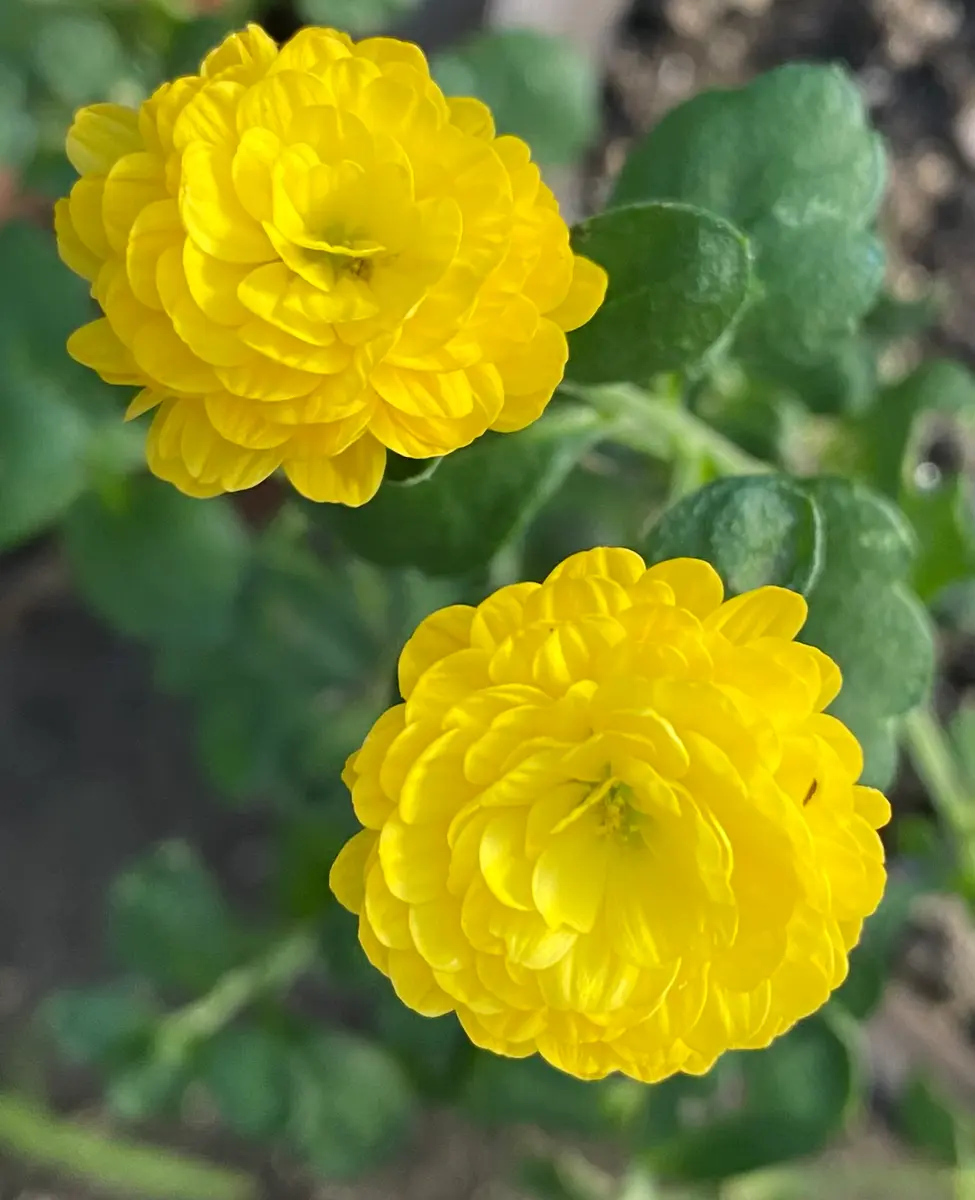 PW公式オンラインストア / 【通常商品】ラグランジア(R) オーロラ