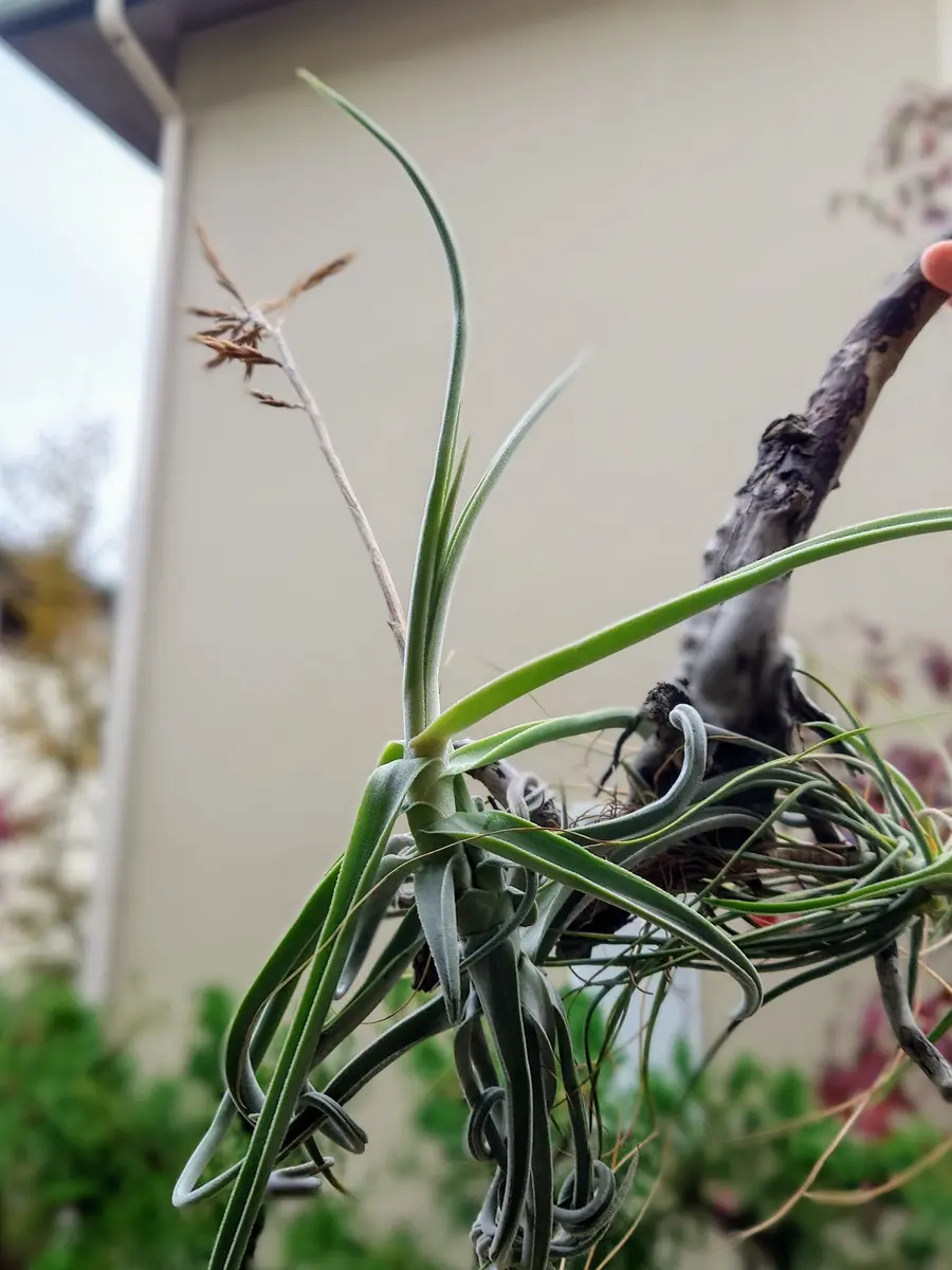 今年も咲いてくれるかい？チランジア・ドゥラティさん。｜園芸日記